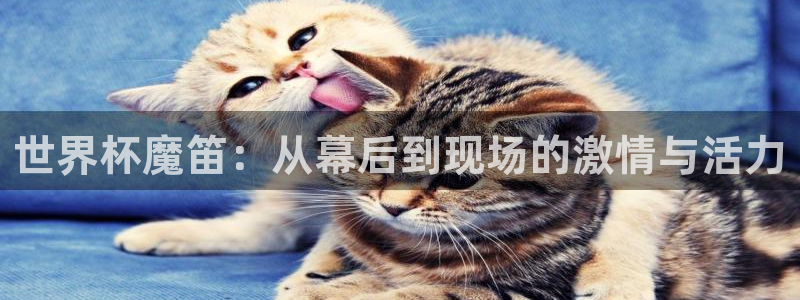 世界杯亚洲区预选赛赛程：世界杯魔笛：从幕后到现场的激情与活力